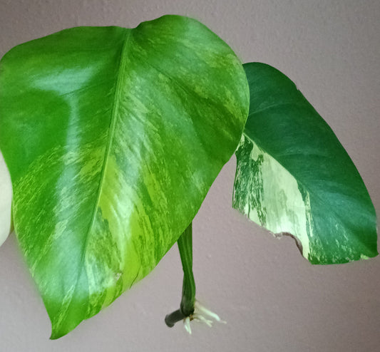 Monstera Aurea Unrooted TOP CUT*