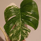 Monstera Albo unrooted Top Cut #30