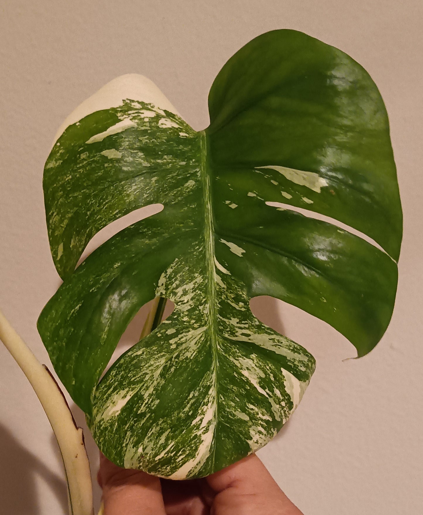 Monstera Albo unrooted Top Cut #30