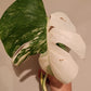 Monstera Albo unrooted Top Cut #30