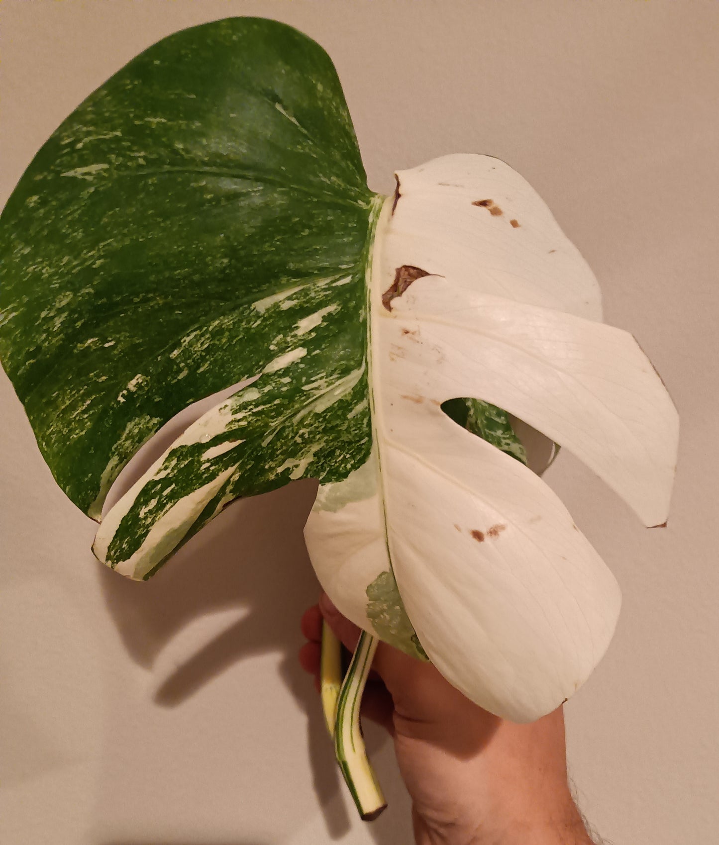 Monstera Albo unrooted Top Cut #30