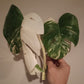 Monstera Albo unrooted Top Cut #30