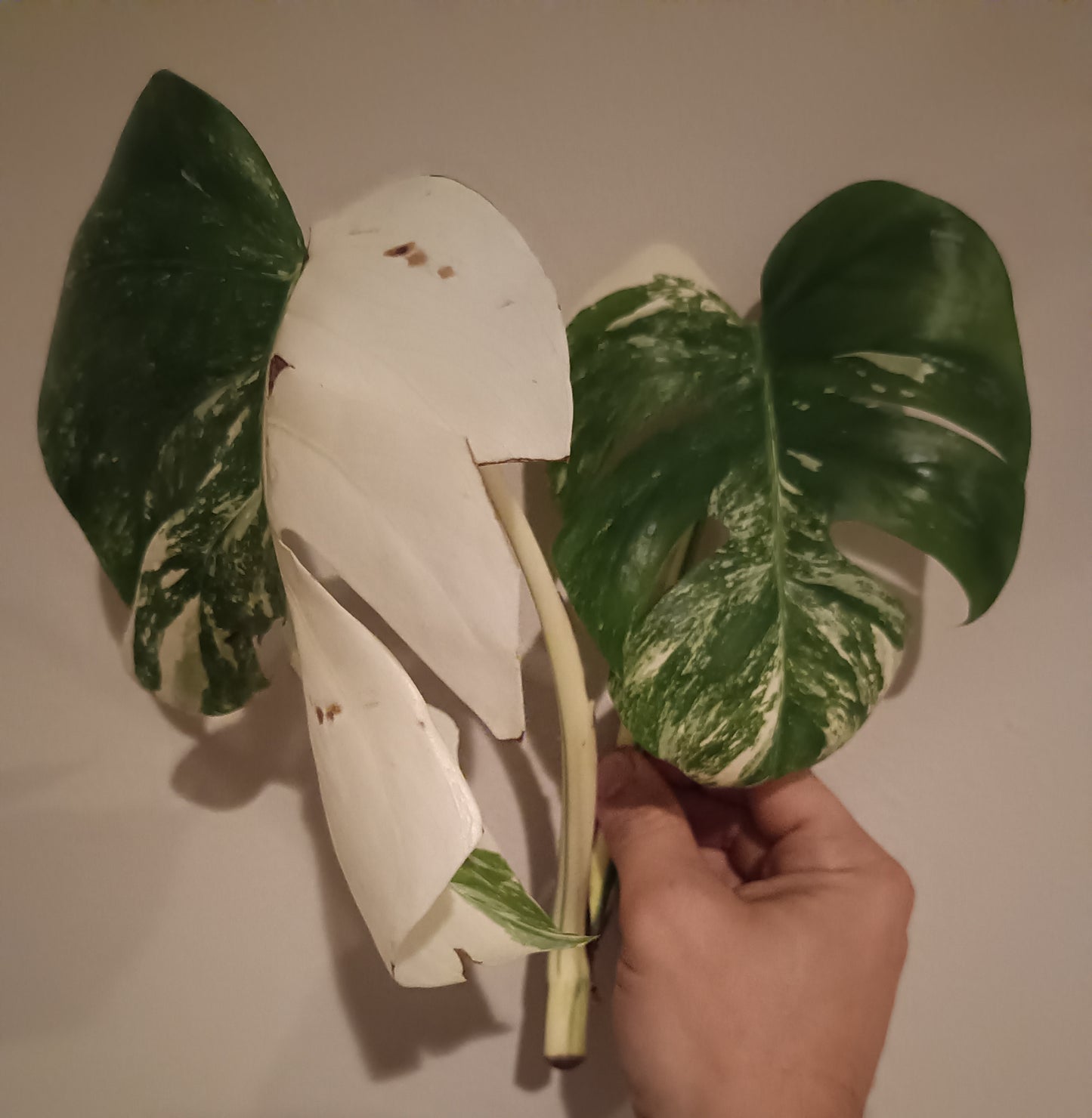 Monstera Albo unrooted Top Cut #30