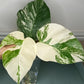 Monstera Albo Unrooted TOP CUT #001