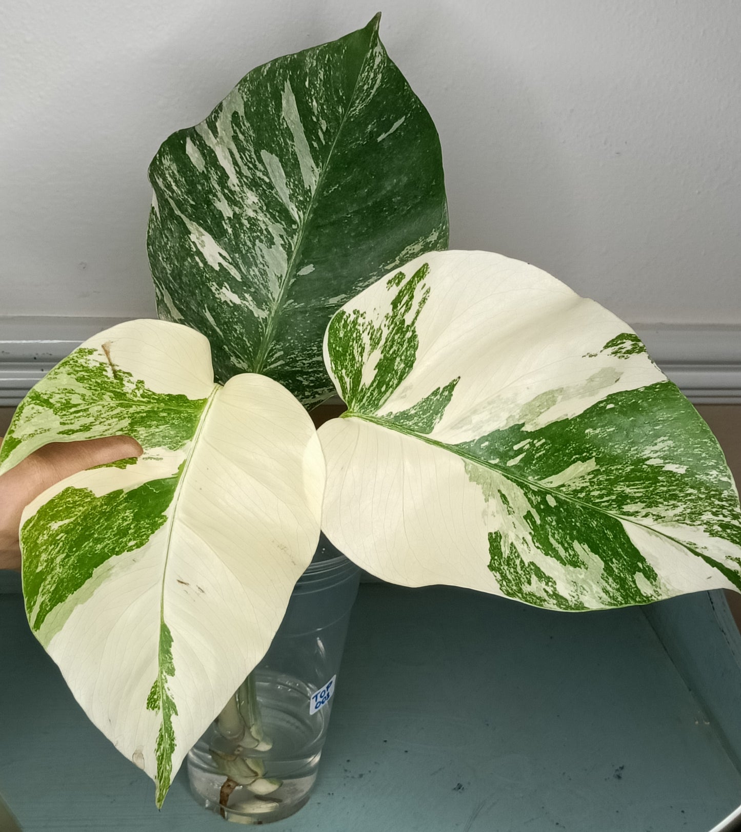 Monstera Albo Unrooted TOP CUT #001