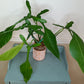 Green Joepii J5- Reserved Wendy Rogers