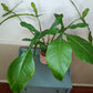 Green Joepii J6- Reserved Sheena Recar