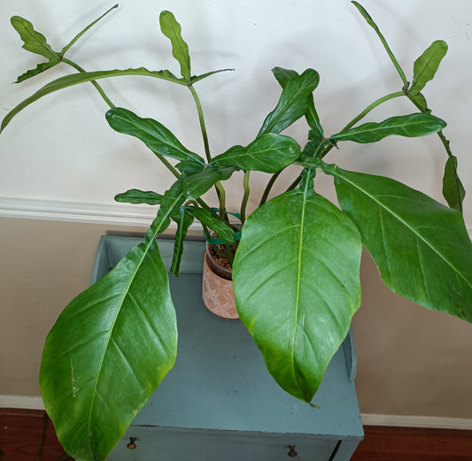 Green Joepii J6- Reserved Sheena Recar