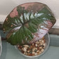 Alocasia Serendipity Pink