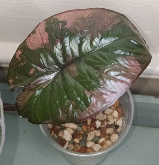 Alocasia Serendipity Pink