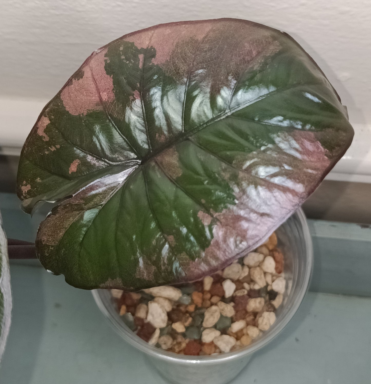 Alocasia Serendipity Pink