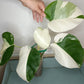 Monstera Albo MA2