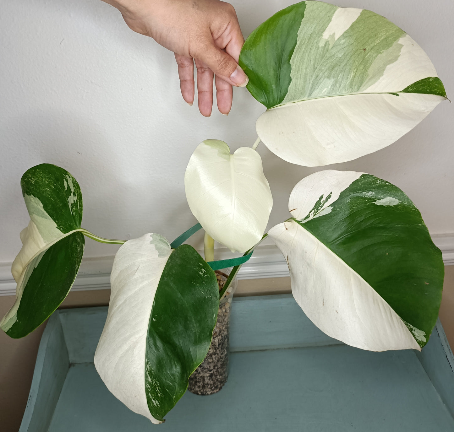 Monstera Albo MA2