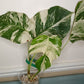 Monstera Albo MA4