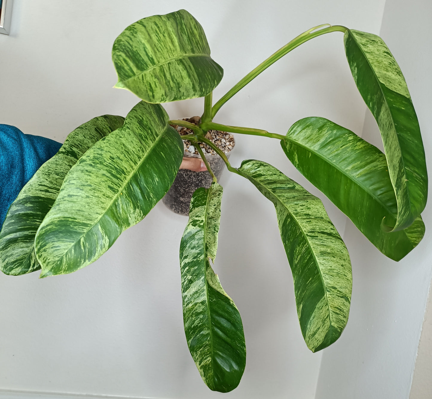 Epi Giganteum Marble Auction Winner - Sheena Recar