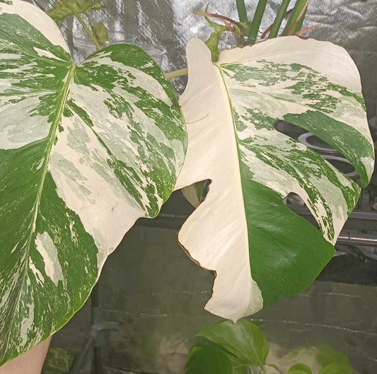 Big two leaf bottom cut RESERVED for Morgan Petrow