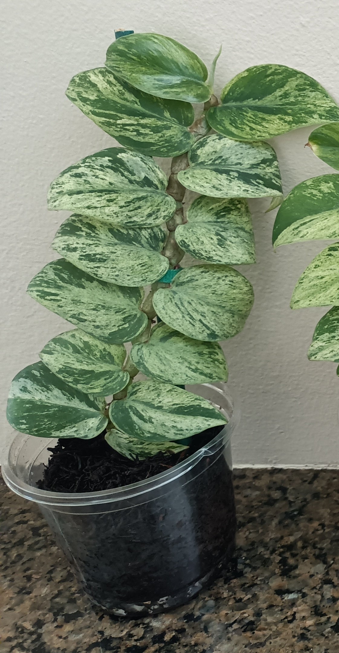 rhaphidophora hayi variegated Dana Janulis