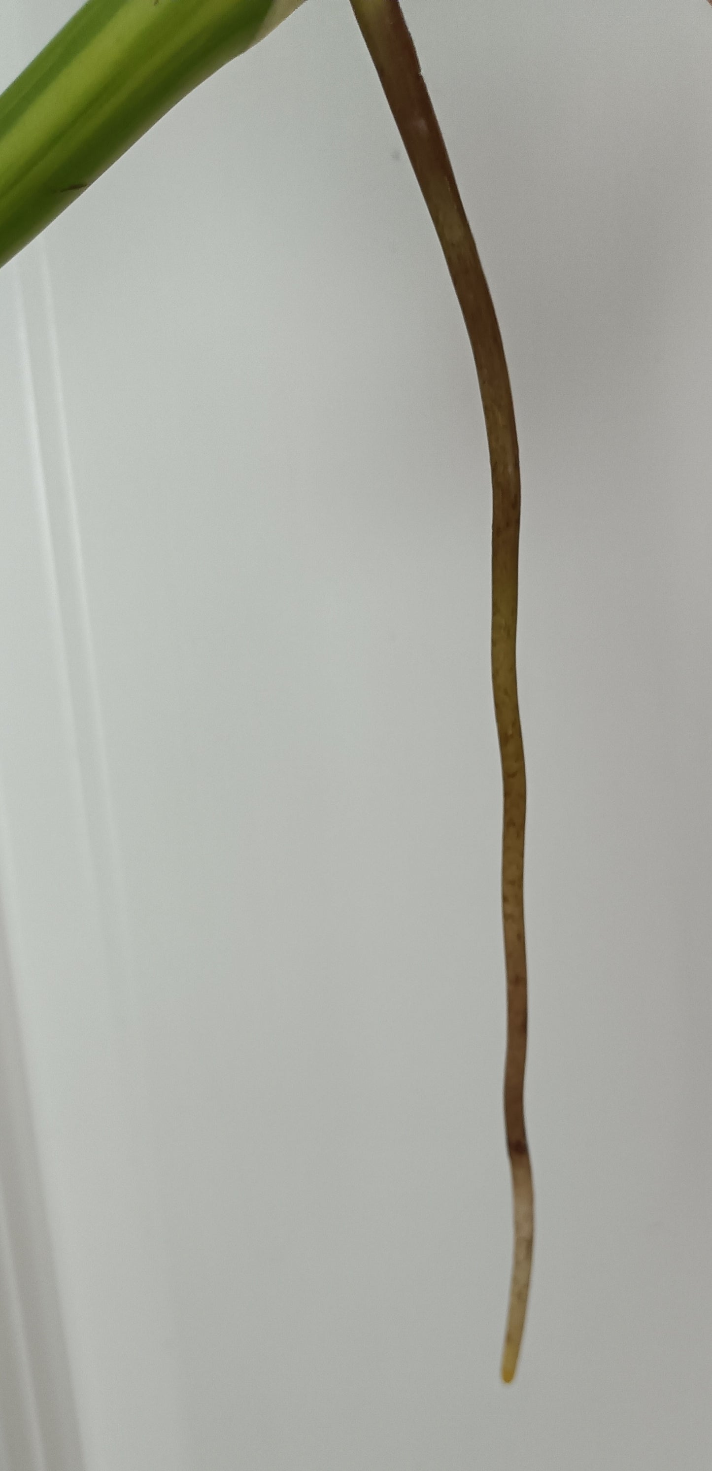 Beautiful Aurea Top Cut  #5