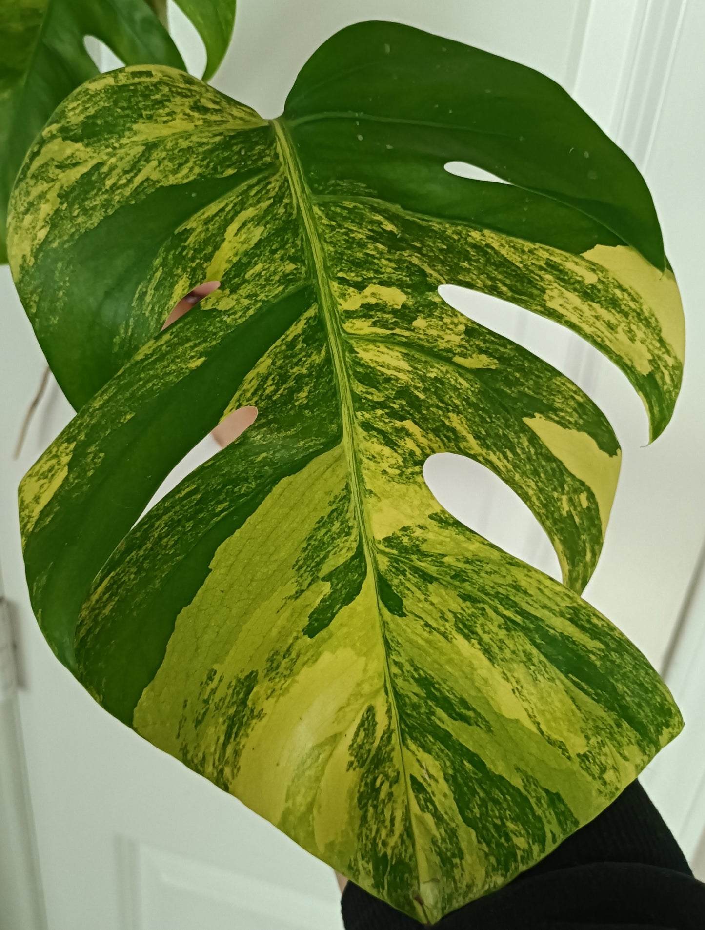 Beautiful Aurea Top Cut  #5