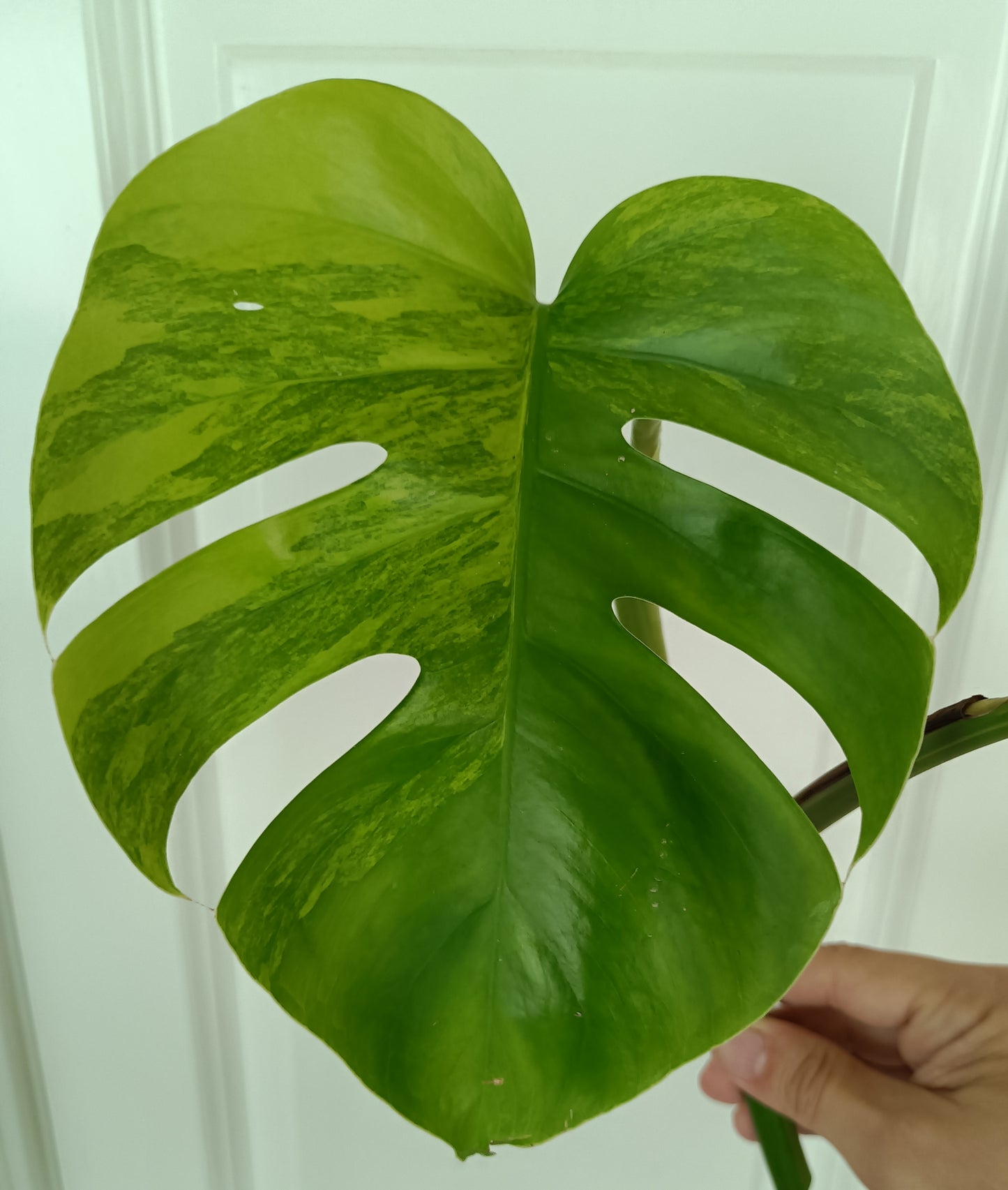 Beautiful Aurea Top Cut  #5