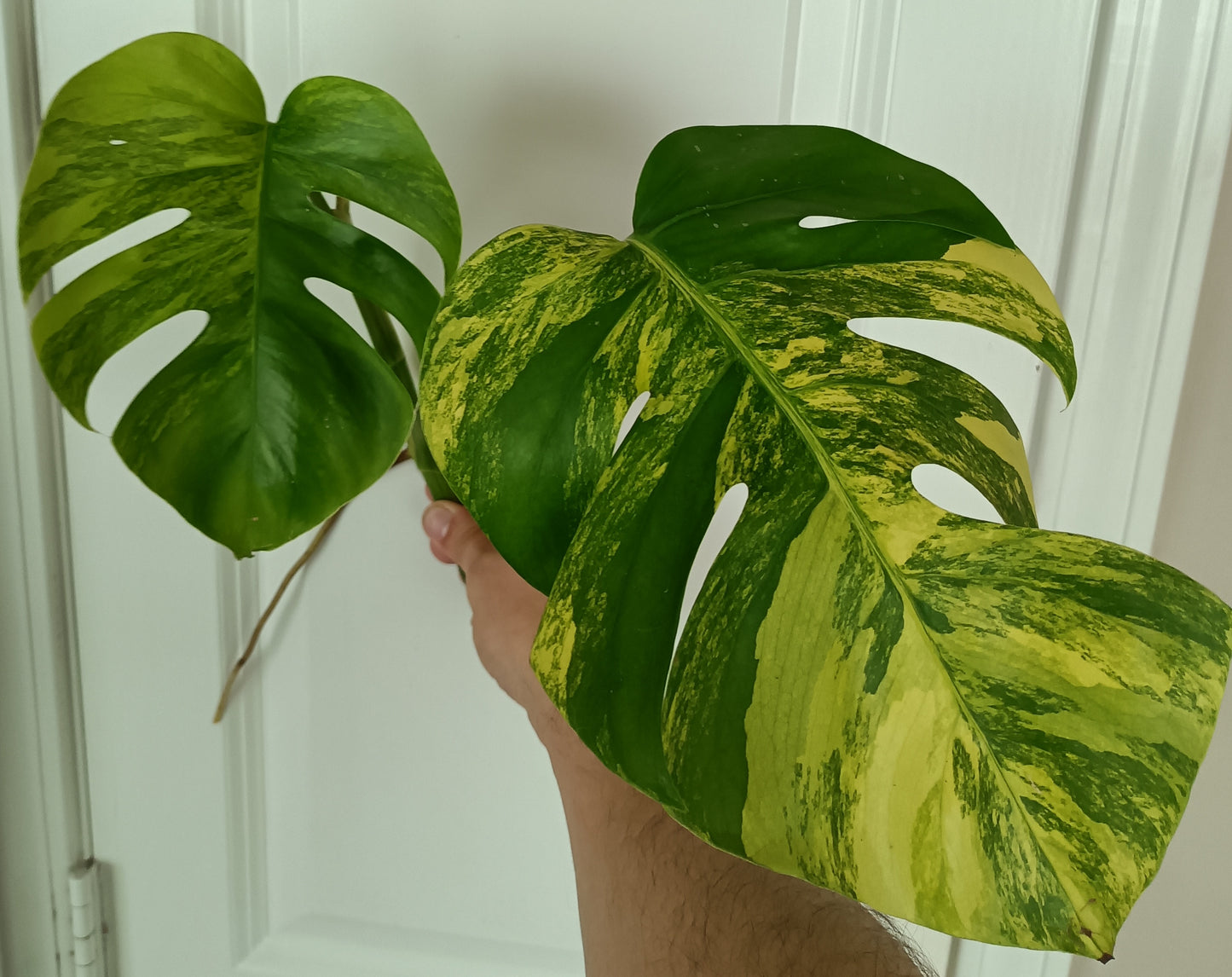 Beautiful Aurea Top Cut  #5