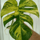 Beautiful Monstera Aurea Top Cut