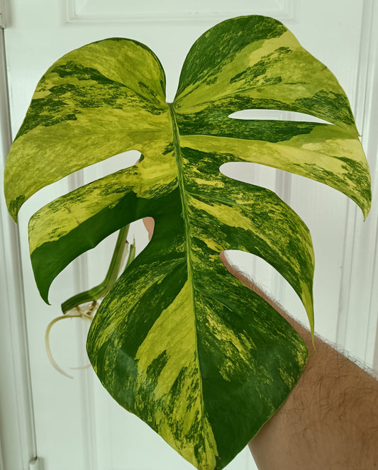 Beautiful Monstera Aurea Top Cut