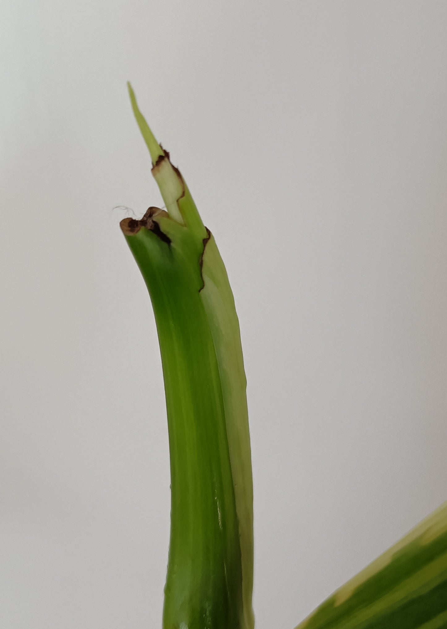 Beautiful Monstera Aurea Top Cut