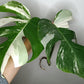 Monstera Albo M6- Elizabeth Evangelista