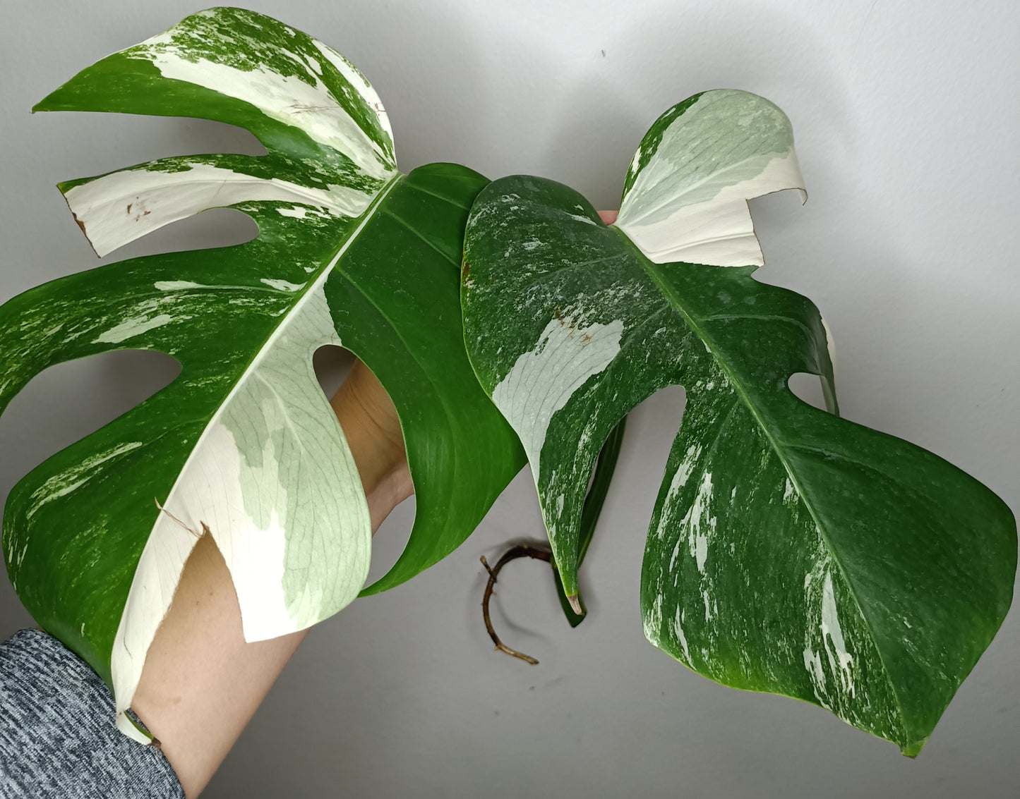 Monstera Albo M6- Elizabeth Evangelista