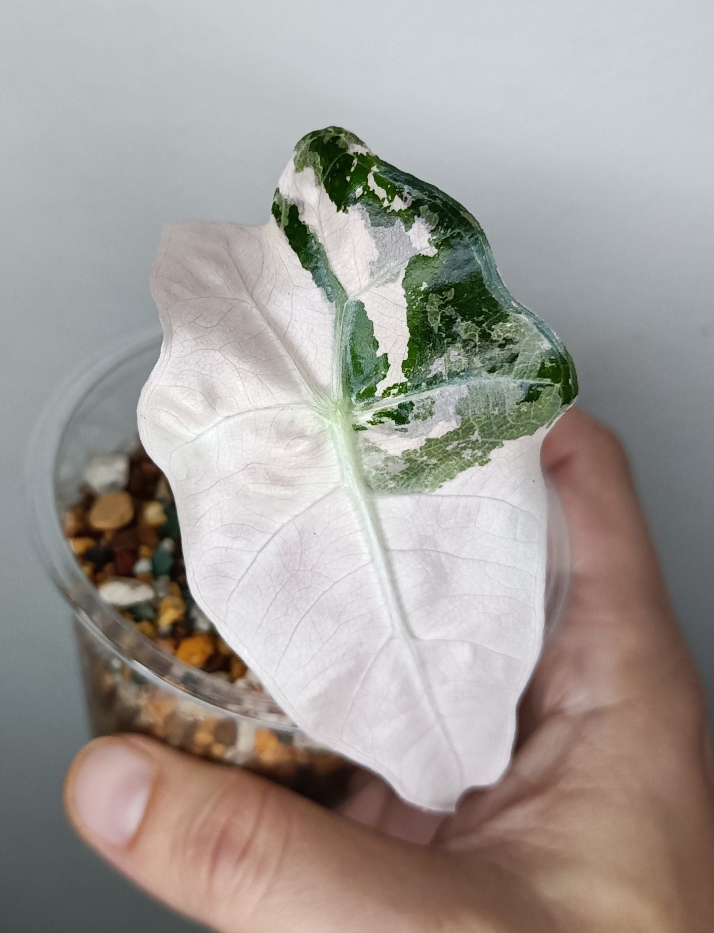 Alocosia Amazonica Pink