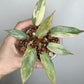 Philodendron Atabapoense Variegated #1