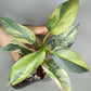 Philodendron Silver Sword Variegated #2