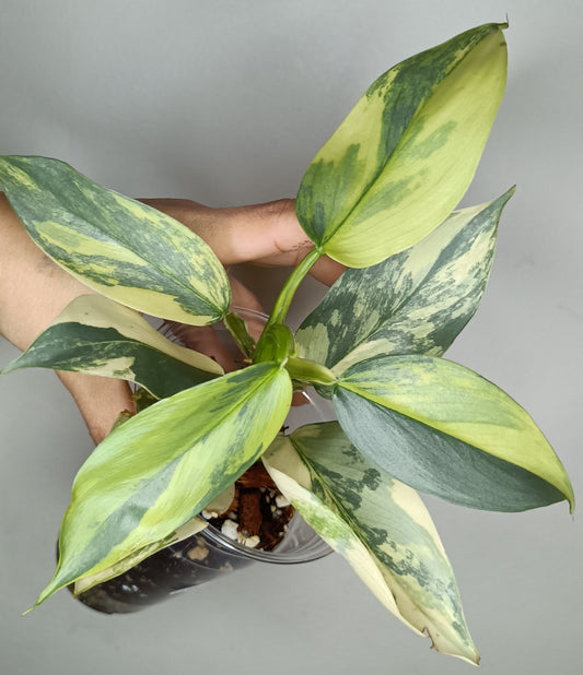 Philodendron Silver Sword Variegated #2