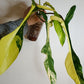 Philodendron Joepii Variegated