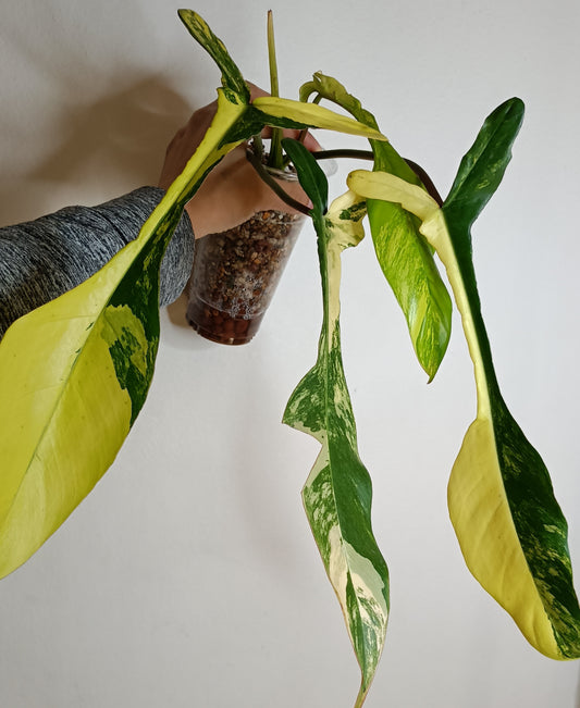 Philodendron Joepii Variegated