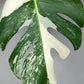 Monstera Albo # 1