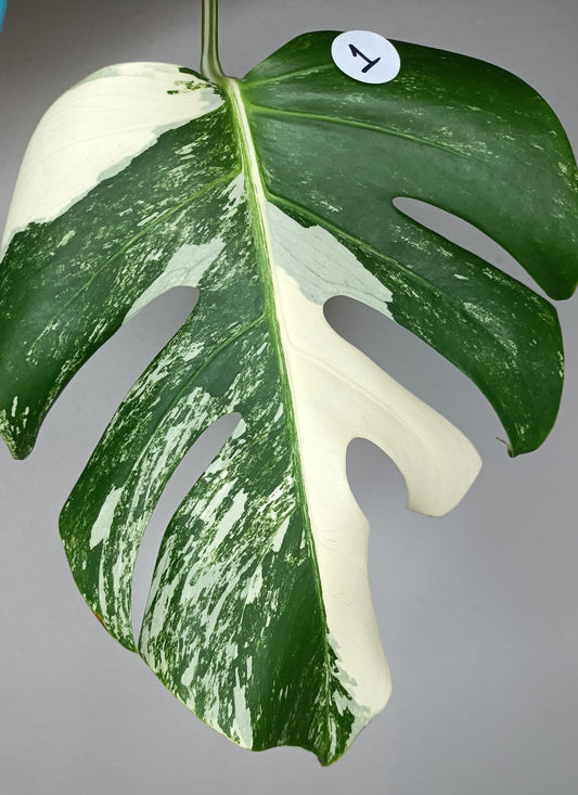 Monstera Albo # 1