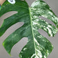 Monstera Albo Double Node #6- Reserved