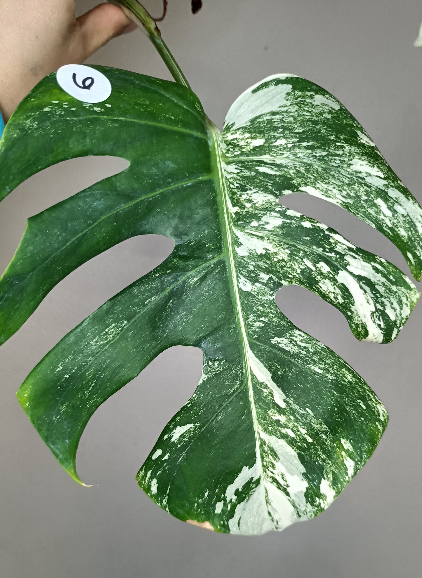 Monstera Albo Double Node #6- Reserved