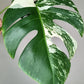 Monstera Albo Double Node #6- Reserved