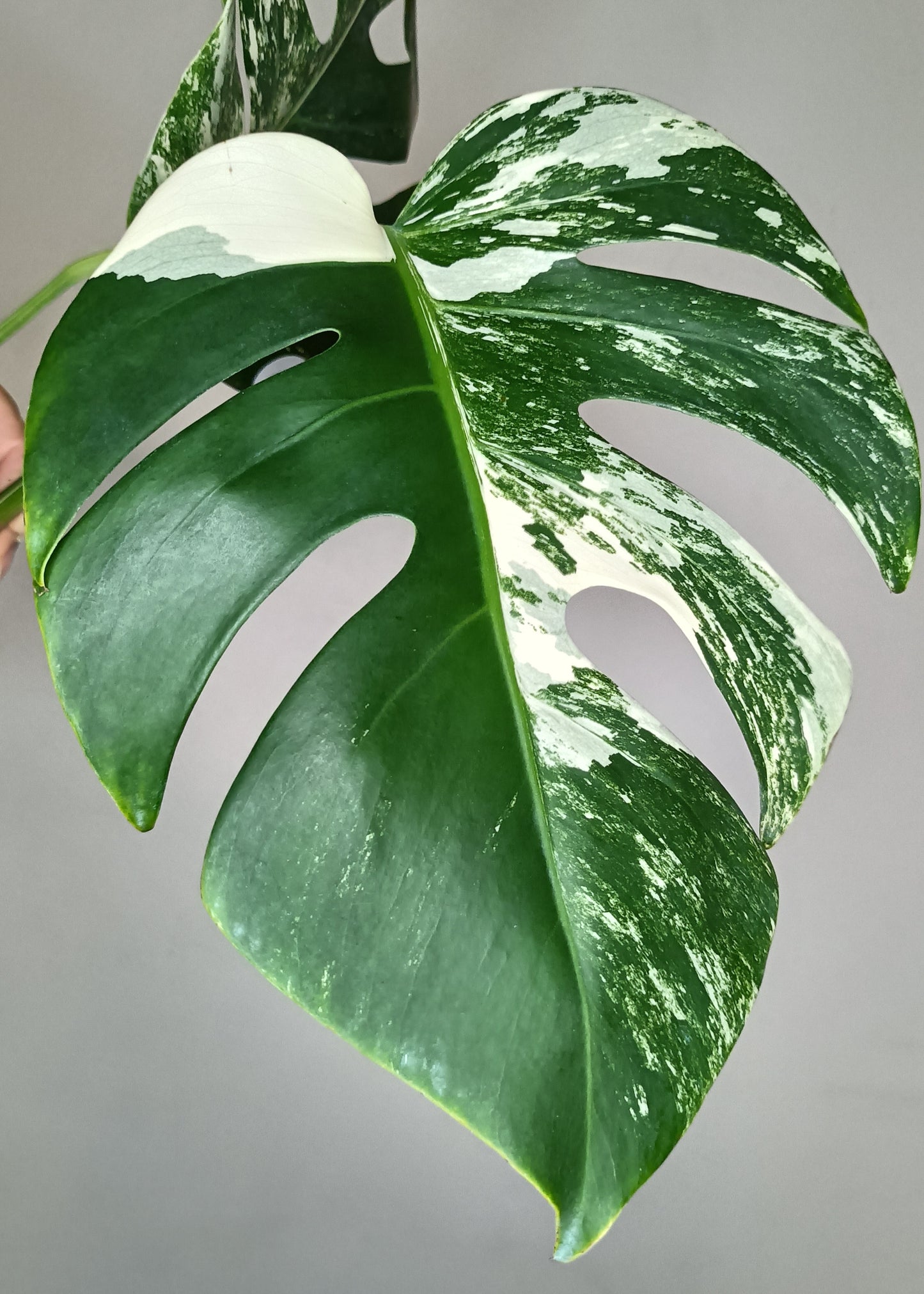 Monstera Albo Double Node #6- Reserved