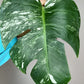 Monstera Albo #7- Reserved Roberto Gonzales