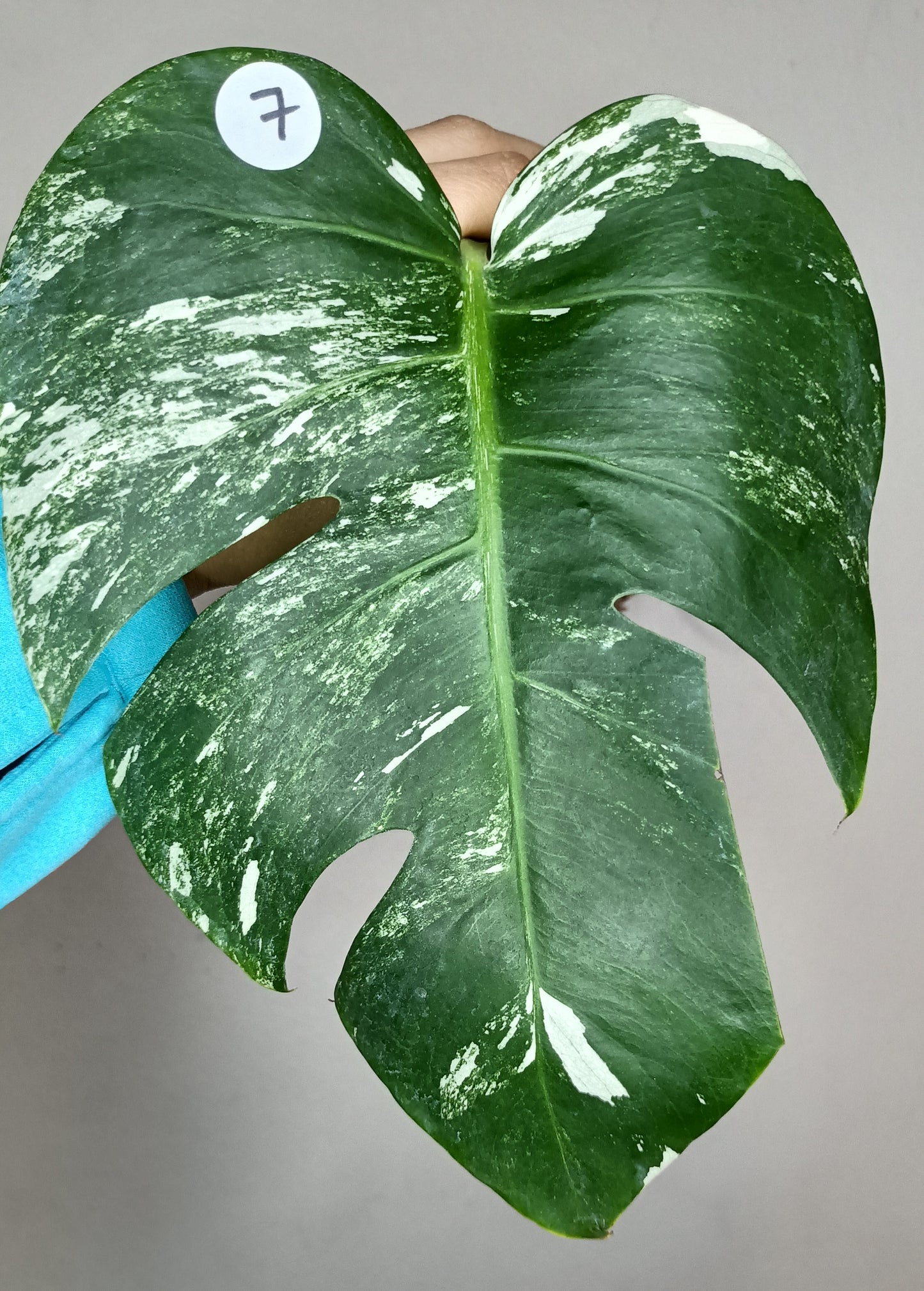 Monstera Albo #7- Reserved Roberto Gonzales