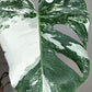 Monstera Albo #8- Reserved Savannah Bailey