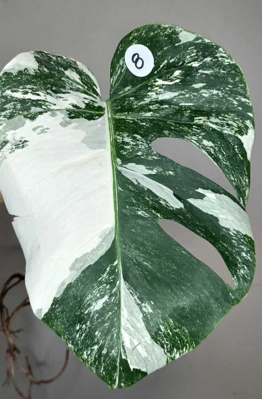 Monstera Albo #8- Reserved Savannah Bailey