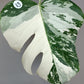 Monstera Albo #13- Reserved Kelly Stephenson