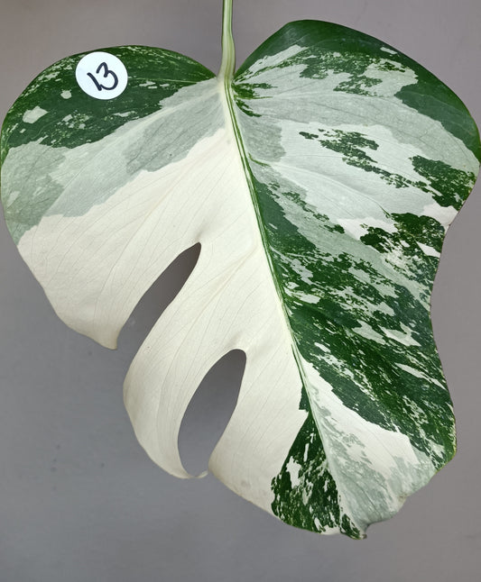 Monstera Albo #13- Reserved Kelly Stephenson