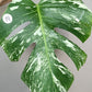 Monstera Albo #14- Reserved Stephanie Michaud