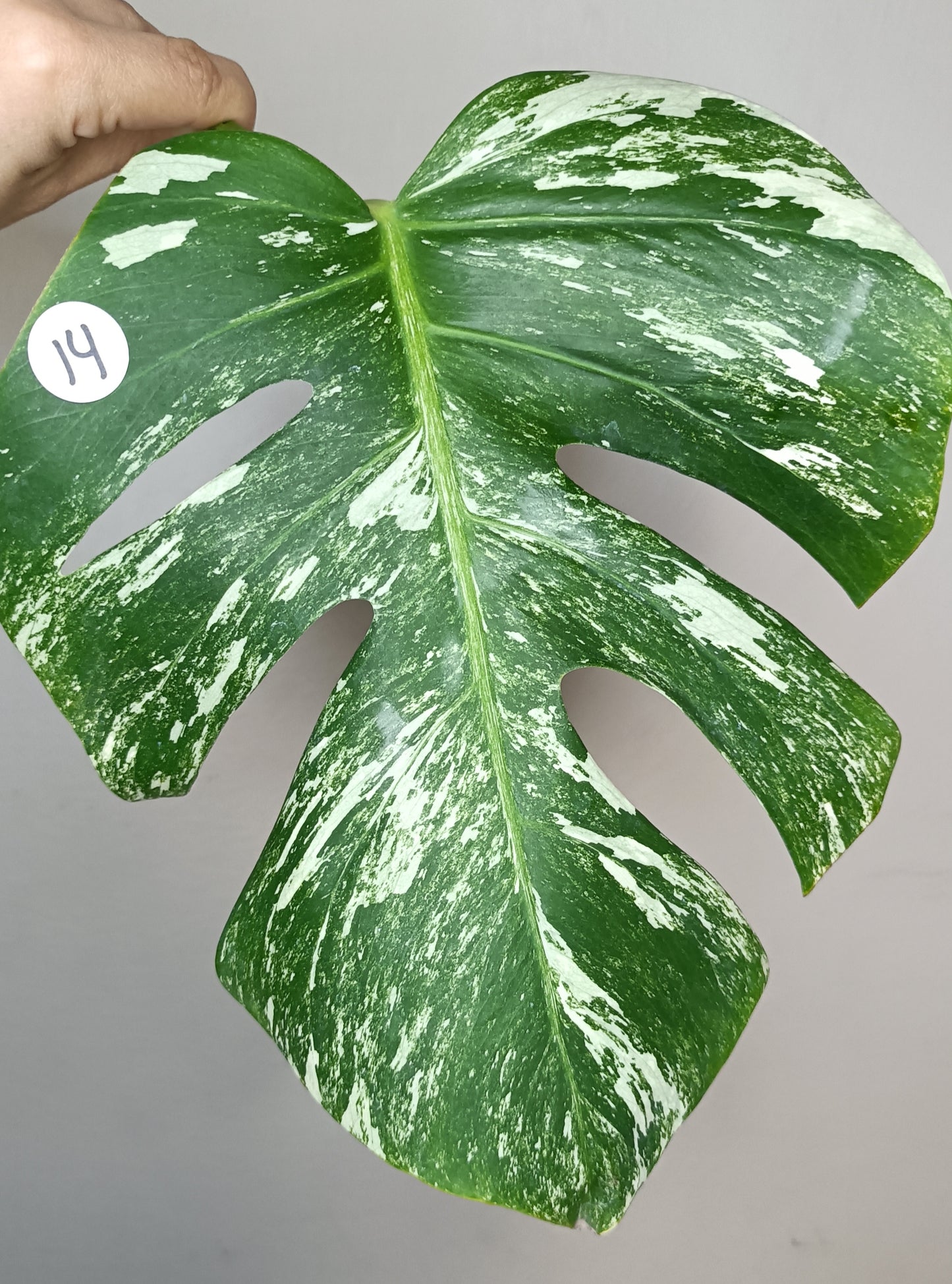 Monstera Albo #14- Reserved Stephanie Michaud